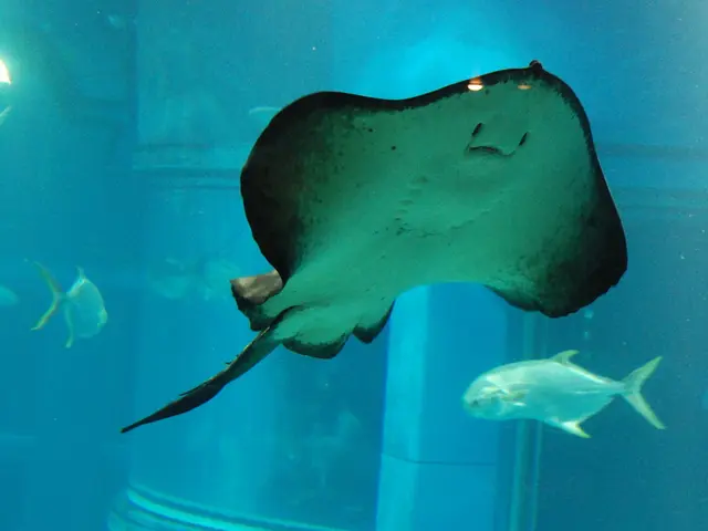 Teenage Detectives Sift Through Fish Remains to Discover Evidence of Plastic Pollution