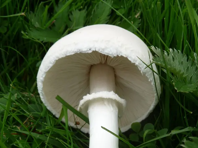 Ten local Hamburg organizations are cultivating cannabis