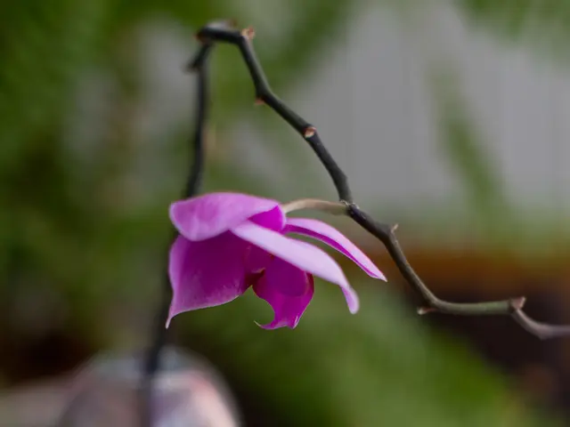 Flaxseed Oil: Advantages, Disadvantages, and Utilization Methods