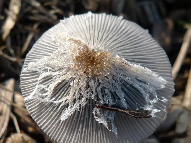 Enhancing Brain Function for Better Learning and Long-Term Memory: Top Picks for Nootropics