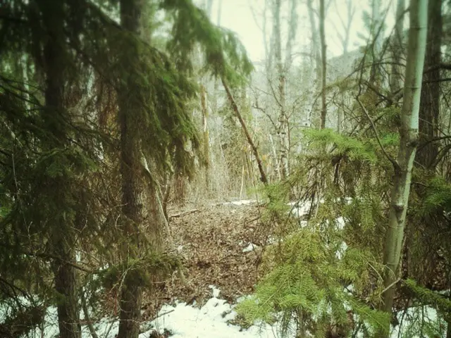 Forest School Training Level 2 to 3 Upgrade Scheduled for November 2025