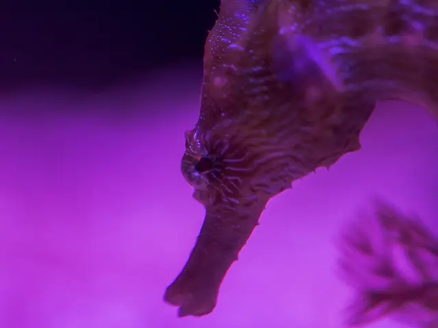 Symbolic Representation of Seahorses in Accessories: Connotations and Origins