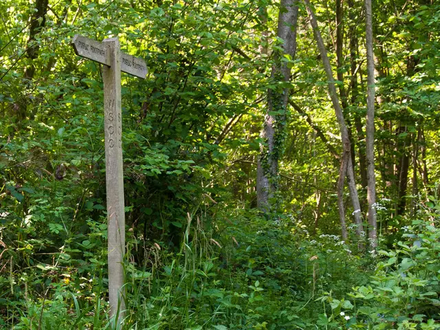 Enhancing Memory by Absorbing Indigenous Languages Through Natural Surroundings (7 Strategies)