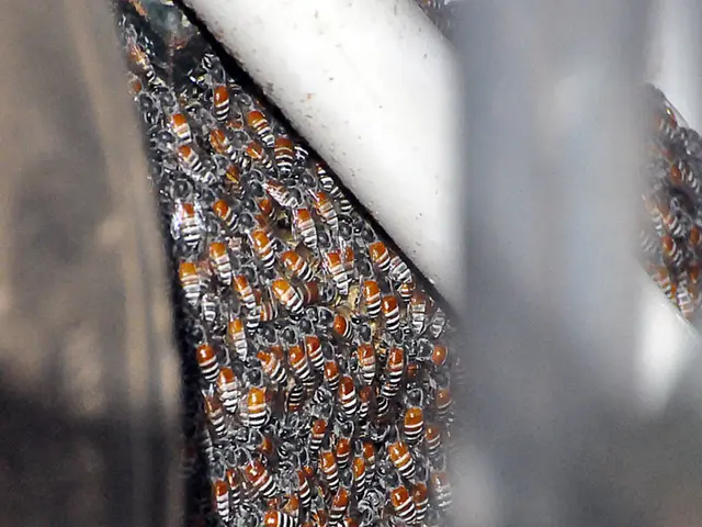 Diversity in Honey: Uncovering the Differences Before Your Purchase Decision