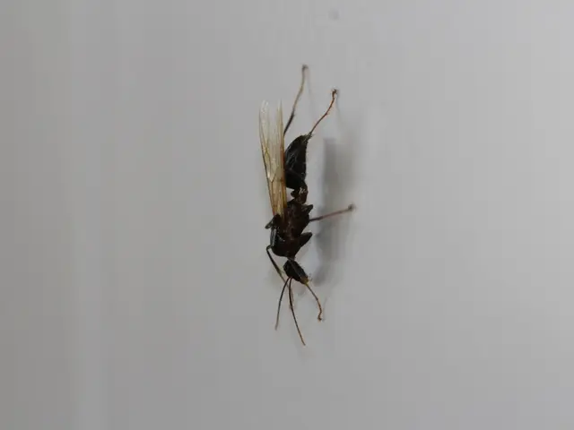 Nuclear weapons site in the U.S. reveals radioactive wasp nest, raising questions about the cause.