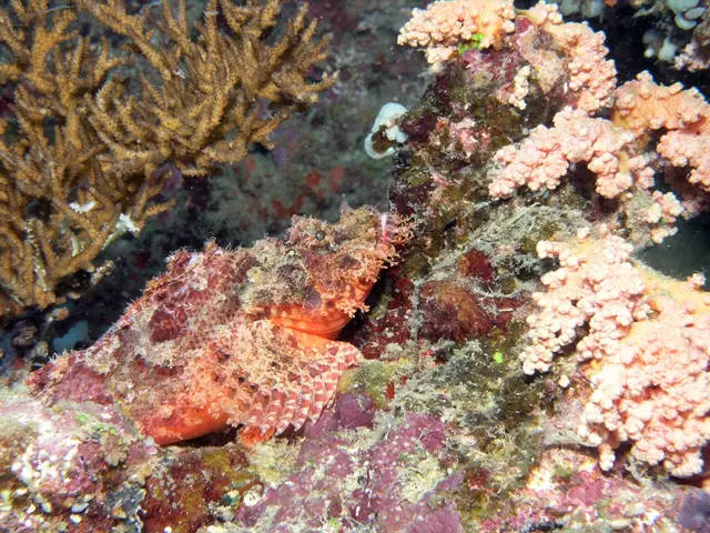 Marine Ecosystem Wonders: Kelp Forests and Their Significance Worldwide