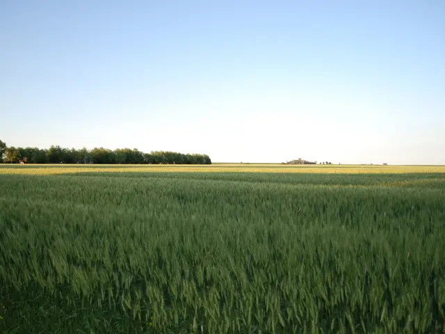 Comparison Between HDFC Focused Fund and SBI Focused Fund, A Breakdown of Key Differences for...