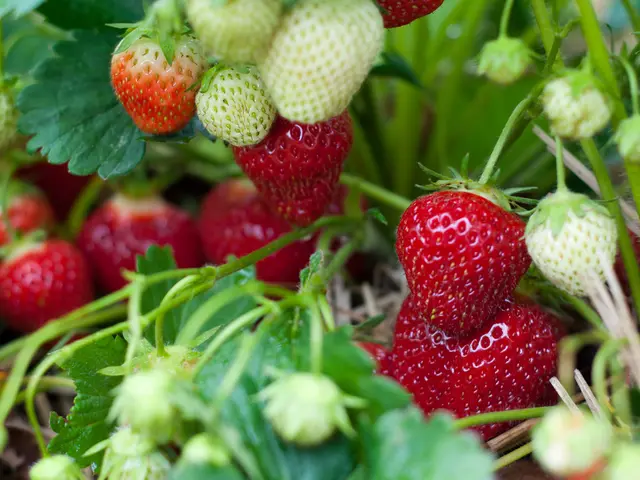 Robotics firm Saga secures $11.2 million in funding to broaden its array of UV-C light-emitting...