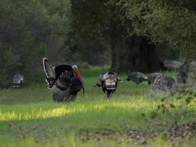 Ancient Fossil Discoveries in Turkey Call into Question Our Understanding of Mammalian Evolutionary...