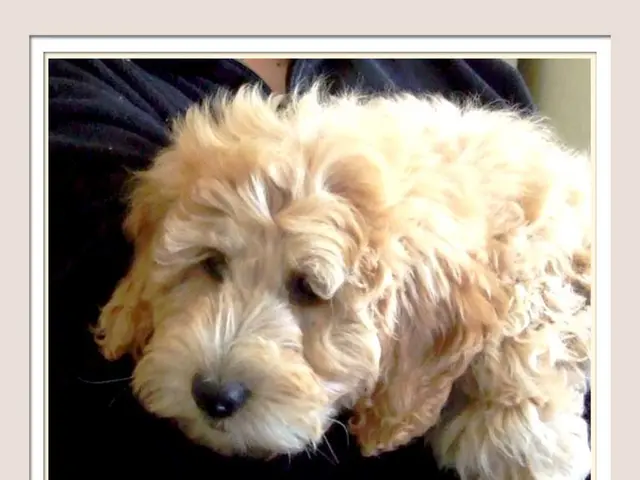 Identifying Canine Aggression: Recognizing Symptoms, Triggers, and Expert Advice to Swiftly Address...