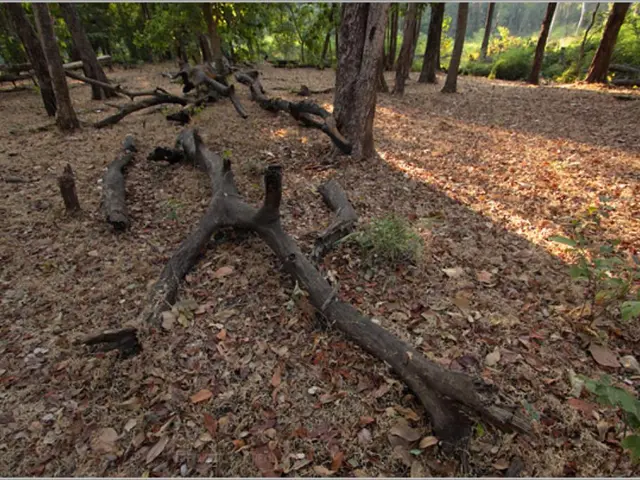 Forest carbon storage and tree characteristics undergo degradation, according to recent research