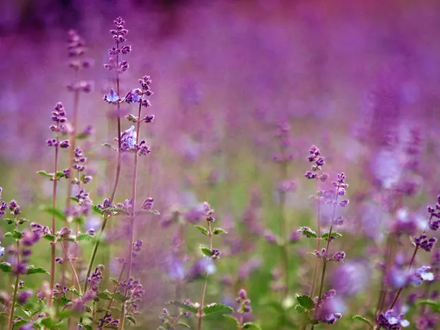 Exploring Beyond Aroma: Unveiling the Advantages of Lavender Essential Oil