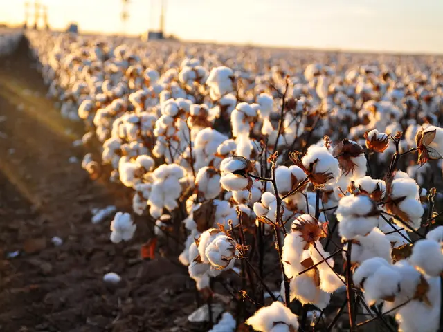 In this picture there is cotton on the plants. At the back there are poles. At the top there is...