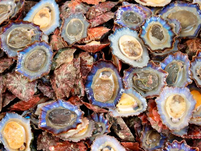 In this picture we can able to see many Paralytic Shellfish with scallop.