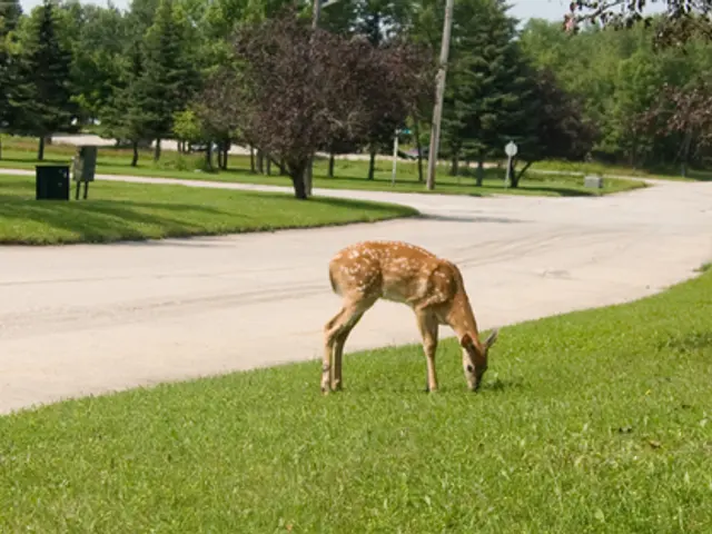 In this image I can see few animals and they are in brown color. The animals are eating grass,...