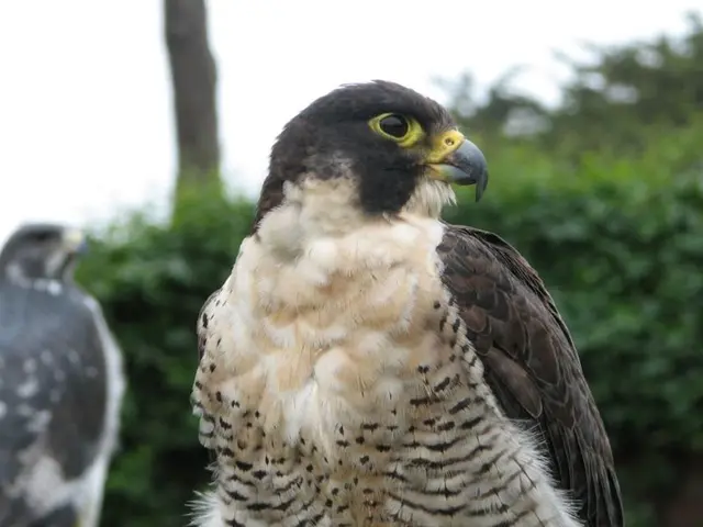 In this picture there is an eagle. On the left we can see another eagle standing on the bamboo. In...