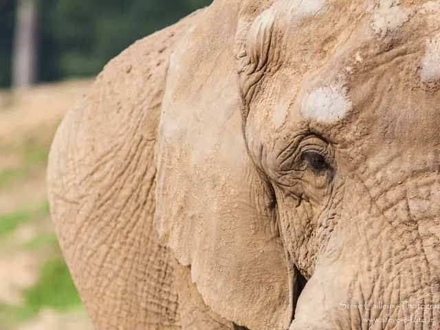 In the picture there is an elephant present.