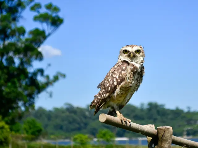 In this image we can see an owl standing on a stick, behind with it, we can see some plants and...
